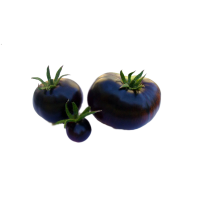 Hạt giống cà chua bi đen 